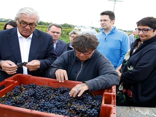 François Sauvadet dans les vignes avec les vendangeurs 